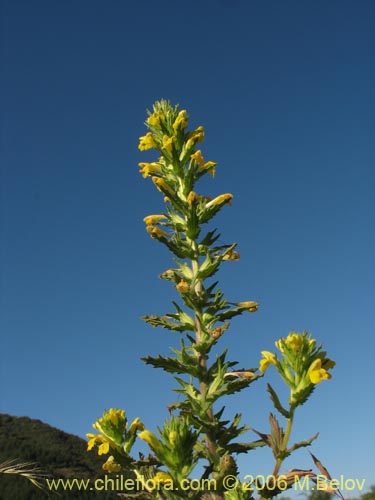 Bild von Parentucellia viscosa (Pegajosa / Bartsia amarilla). Klicken Sie, um den Ausschnitt zu vergrössern.