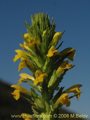 Bild von Parentucellia viscosa (Pegajosa / Bartsia amarilla). Klicken Sie, um den Ausschnitt zu vergrössern.