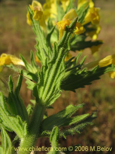 Bild von Parentucellia viscosa (Pegajosa / Bartsia amarilla). Klicken Sie, um den Ausschnitt zu vergrössern.