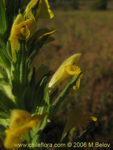 Bild von Parentucellia viscosa (Pegajosa / Bartsia amarilla). Klicken Sie, um den Ausschnitt zu vergrössern.