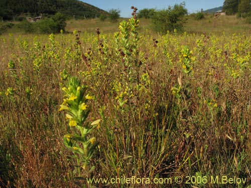 Bild von Parentucellia viscosa (Pegajosa / Bartsia amarilla). Klicken Sie, um den Ausschnitt zu vergrössern.