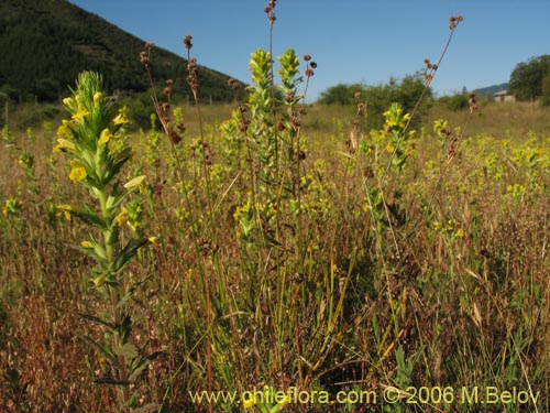 Фотография Parentucellia viscosa (Pegajosa / Bartsia amarilla). Щелкните, чтобы увеличить вырез.