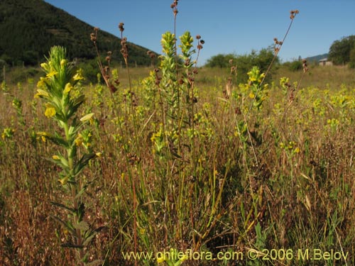 Image of Parentucellia viscosa (Pegajosa / Bartsia amarilla). Click to enlarge parts of image.