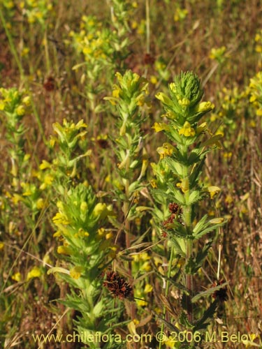 Imágen de Parentucellia viscosa (Pegajosa / Bartsia amarilla). Haga un clic para aumentar parte de imágen.