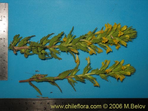 Image of Parentucellia viscosa (Pegajosa / Bartsia amarilla). Click to enlarge parts of image.