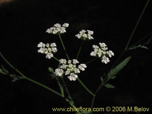 未確認の植物種 sp. #2345の写真