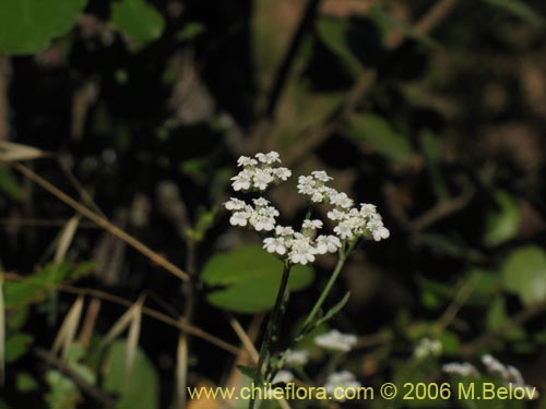 未確認の植物種 sp. #2345の写真