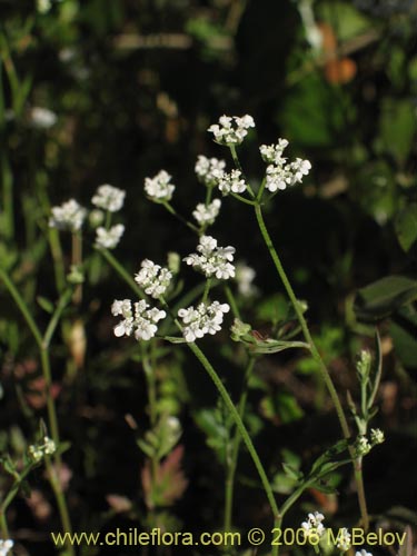 Imágen de Planta no identificada sp. #2345 (). Haga un clic para aumentar parte de imágen.