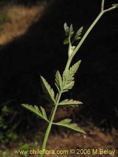 Image of Unidentified Plant sp. #2345 (). Click to enlarge parts of image.