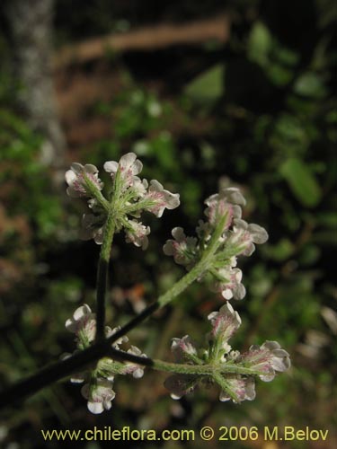 未確認の植物種 sp. #2345の写真