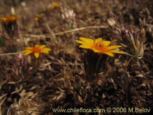 Imágen de Chaetanthera ciliata (). Haga un clic para aumentar parte de imágen.