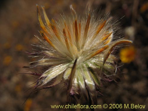 Image of Chaetanthera ciliata (). Click to enlarge parts of image.