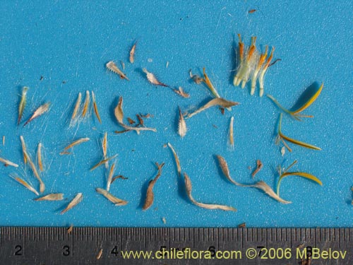 Chaetanthera ciliata的照片
