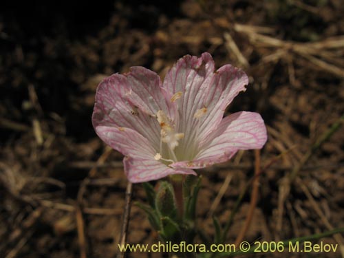 Imágen de Epilobium sp. #1288 (). Haga un clic para aumentar parte de imágen.