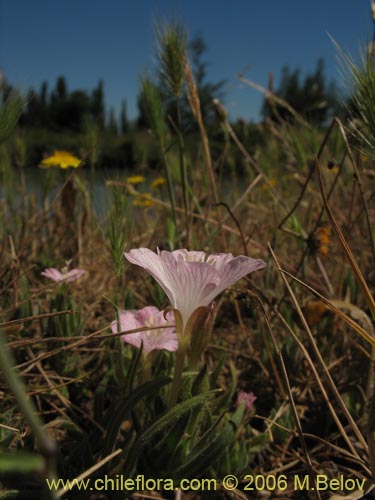 Epilobium sp. #1288の写真