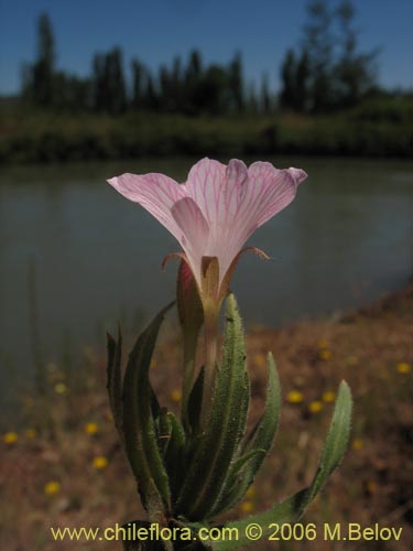 Epilobium sp. #1288的照片