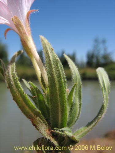 Epilobium sp. #1288の写真