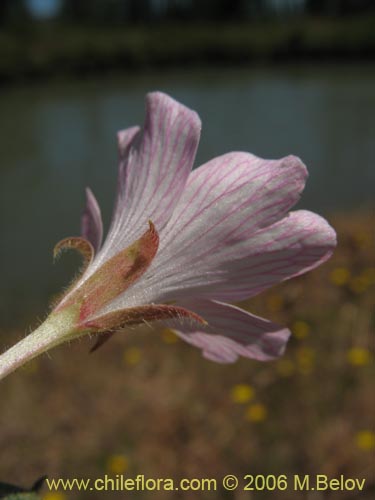 Epilobium sp. #1288的照片