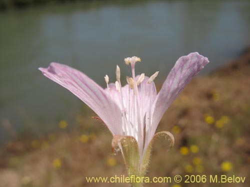 Bild von Epilobium sp. #1288 (). Klicken Sie, um den Ausschnitt zu vergrössern.