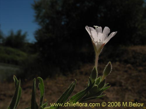 Epilobium sp. #1288的照片