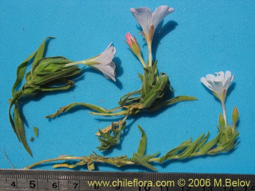 Image of Epilobium sp. #1288 (). Click to enlarge parts of image.