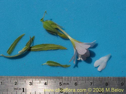 Image of Epilobium sp. #1288 (). Click to enlarge parts of image.