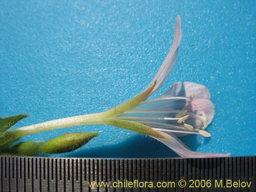 Image of Epilobium sp. #1288 (). Click to enlarge parts of image.