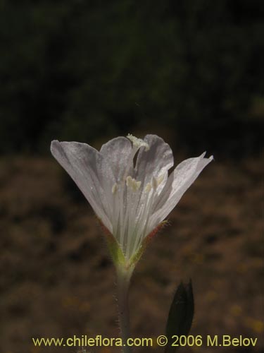 Image of Epilobium sp. #1288 (). Click to enlarge parts of image.