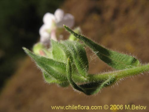 Image of Epilobium sp. #1288 (). Click to enlarge parts of image.