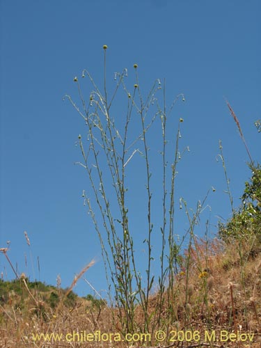 Image of Helenium aromaticum (Manzanilla del cerro). Click to enlarge parts of image.