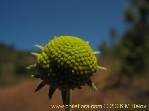 Imágen de Helenium aromaticum (Manzanilla del cerro). Haga un clic para aumentar parte de imágen.