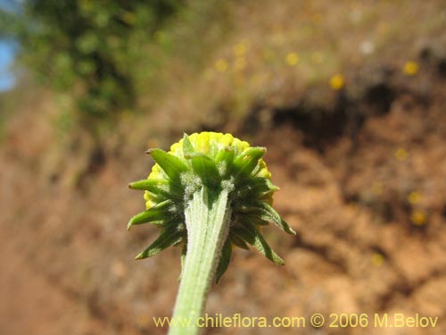 Bild von Helenium aromaticum (Manzanilla del cerro). Klicken Sie, um den Ausschnitt zu vergrössern.