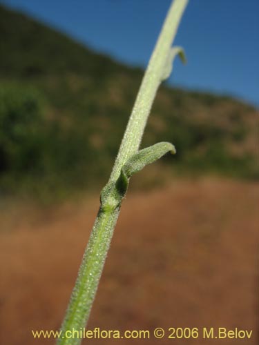 Image of Helenium aromaticum (Manzanilla del cerro). Click to enlarge parts of image.