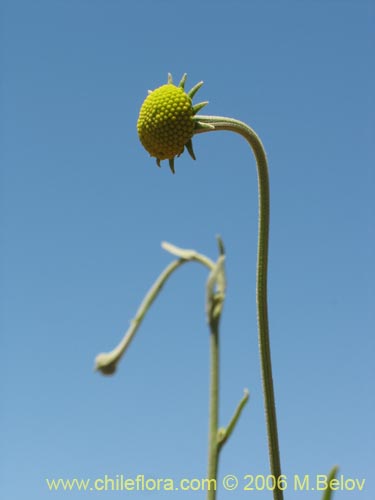 Bild von Helenium aromaticum (Manzanilla del cerro). Klicken Sie, um den Ausschnitt zu vergrössern.