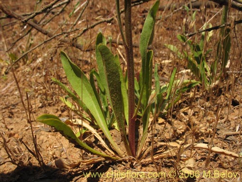 Imágen de Helenium aromaticum (Manzanilla del cerro). Haga un clic para aumentar parte de imágen.