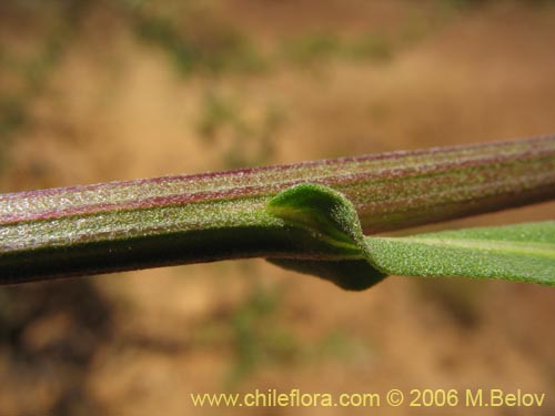 Bild von Helenium aromaticum (Manzanilla del cerro). Klicken Sie, um den Ausschnitt zu vergrössern.