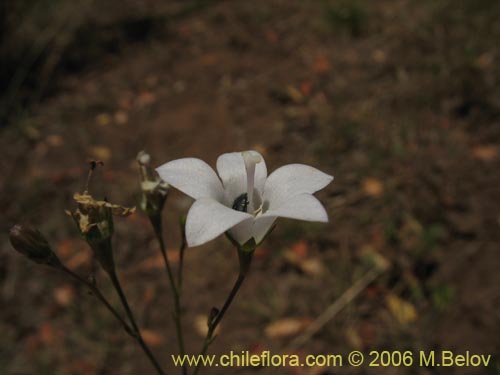 Image of Wahlenbergia linarioides (Uña-perquen). Click to enlarge parts of image.