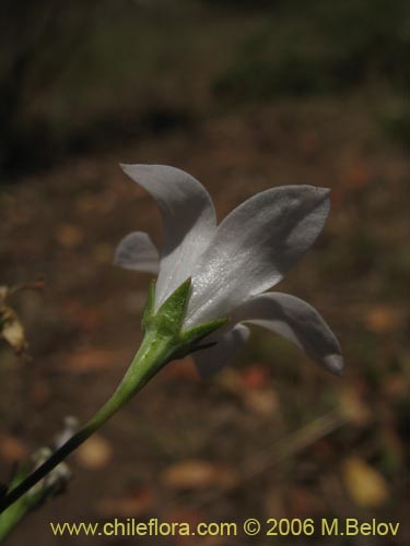 Image of Wahlenbergia linarioides (Uña-perquen). Click to enlarge parts of image.