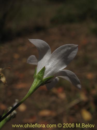 Bild von Wahlenbergia linarioides (Uña-perquen). Klicken Sie, um den Ausschnitt zu vergrössern.