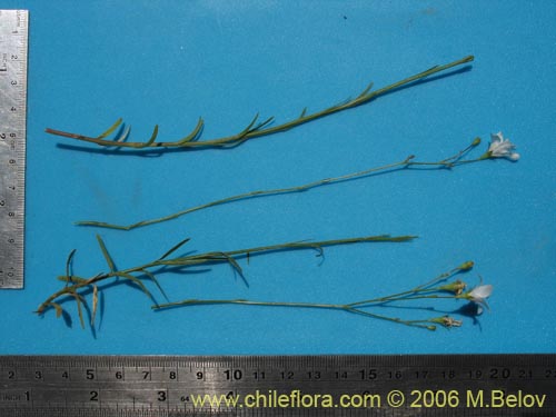 Image of Wahlenbergia linarioides (Uña-perquen). Click to enlarge parts of image.