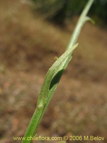 Bild von Wahlenbergia linarioides (Uña-perquen). Klicken Sie, um den Ausschnitt zu vergrössern.