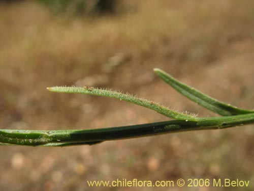 Bild von Wahlenbergia linarioides (Uña-perquen). Klicken Sie, um den Ausschnitt zu vergrössern.