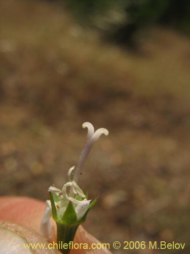 Image of Wahlenbergia linarioides (Uña-perquen). Click to enlarge parts of image.