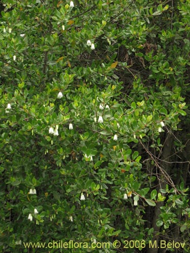 Image of Crinodendron patagua (Patagua). Click to enlarge parts of image.