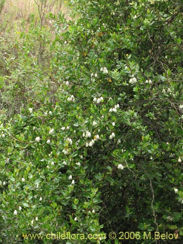 Фотография Crinodendron patagua (Patagua). Щелкните, чтобы увеличить вырез.