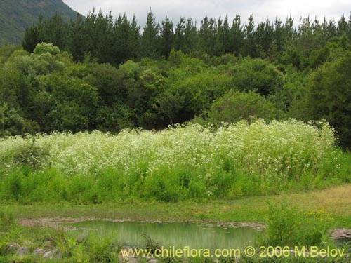 Image of Conium maculatum (). Click to enlarge parts of image.