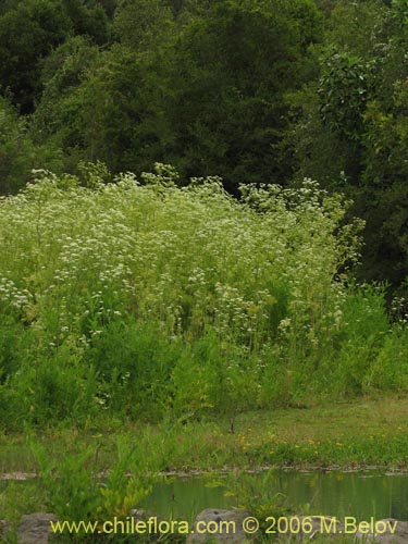 Imágen de Conium maculatum (). Haga un clic para aumentar parte de imágen.