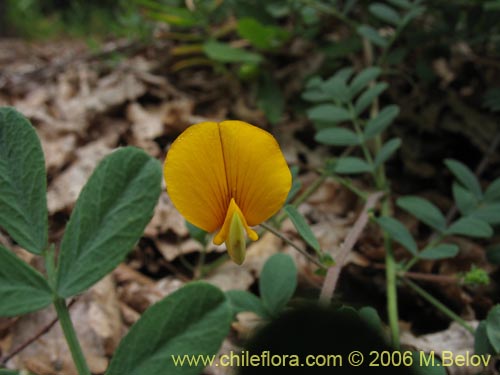 Imágen de Adesmia sp. #1663 (). Haga un clic para aumentar parte de imágen.