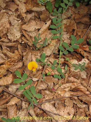 Imágen de Adesmia sp. #1663 (). Haga un clic para aumentar parte de imágen.