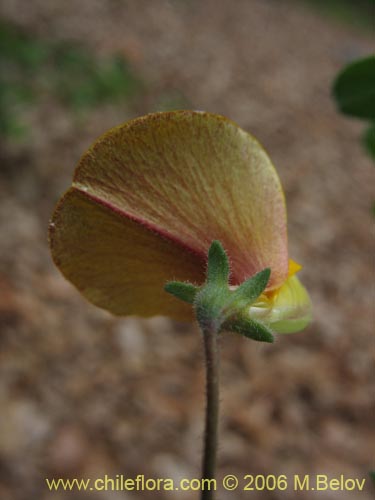 Bild von Adesmia sp. #1663 (). Klicken Sie, um den Ausschnitt zu vergrössern.